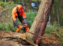 How Our Tree Care Process Works  in  Denver, PA