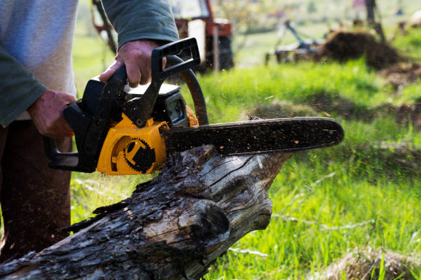 Reliable Denver, PA Tree Services Solutions